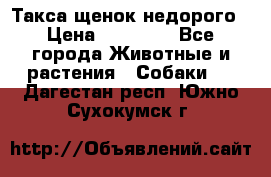 Такса щенок недорого › Цена ­ 15 000 - Все города Животные и растения » Собаки   . Дагестан респ.,Южно-Сухокумск г.